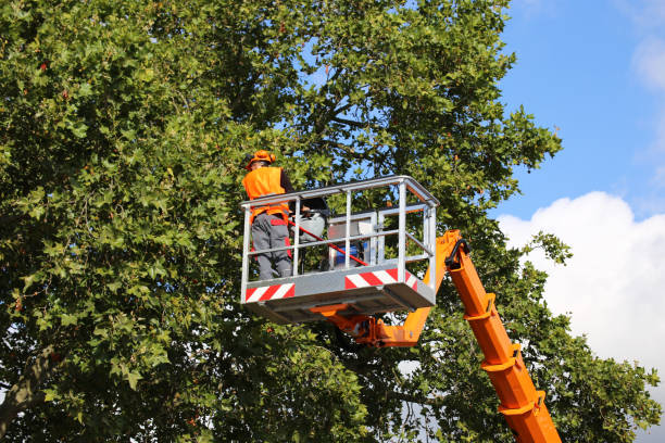 How Our Tree Care Process Works  in  Buda, TX