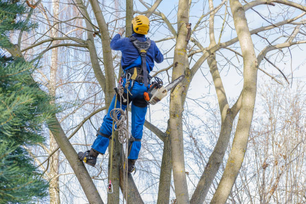 Best Arborist Consultation Services  in Buda, TX