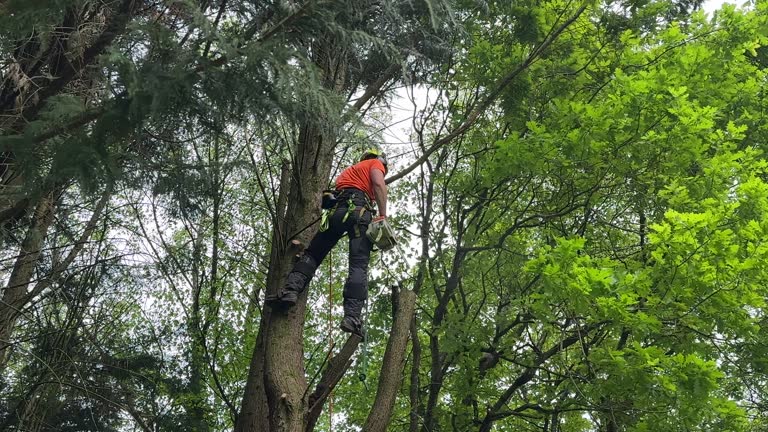 Best Hazardous Tree Removal  in Buda, TX