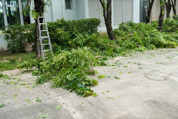 Best Tree Removal  in Buda, TX