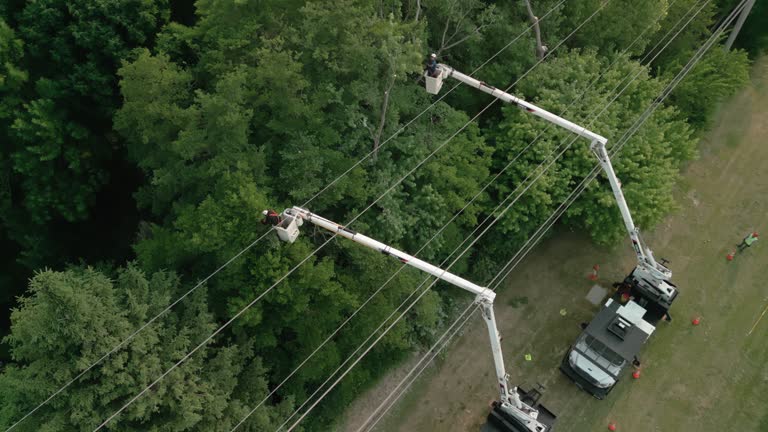 Best Utility Line Clearance  in Buda, TX