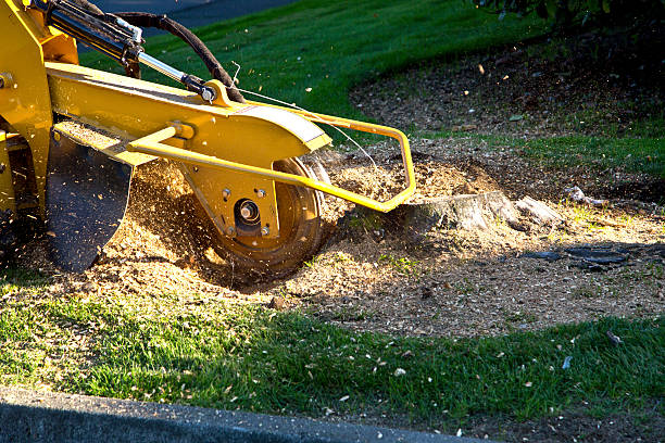 Grass Overseeding in Buda, TX