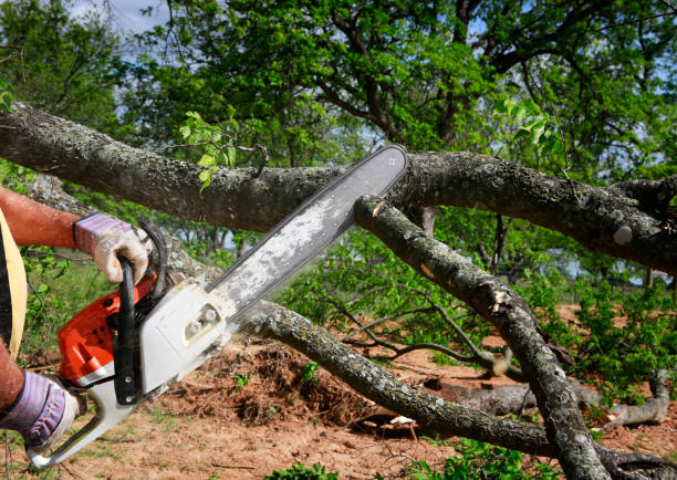 Lawn Pest Prevention in Buda, TX